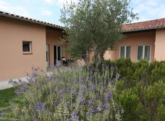 Patio Les Oliviers avec végétation méditerranéenne